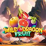 Wild Dragon Fruit Wild Dragon Fruit